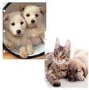 2 Pocket Folders, Assorted Designs, Cats & Dogs,  (48 Pack)